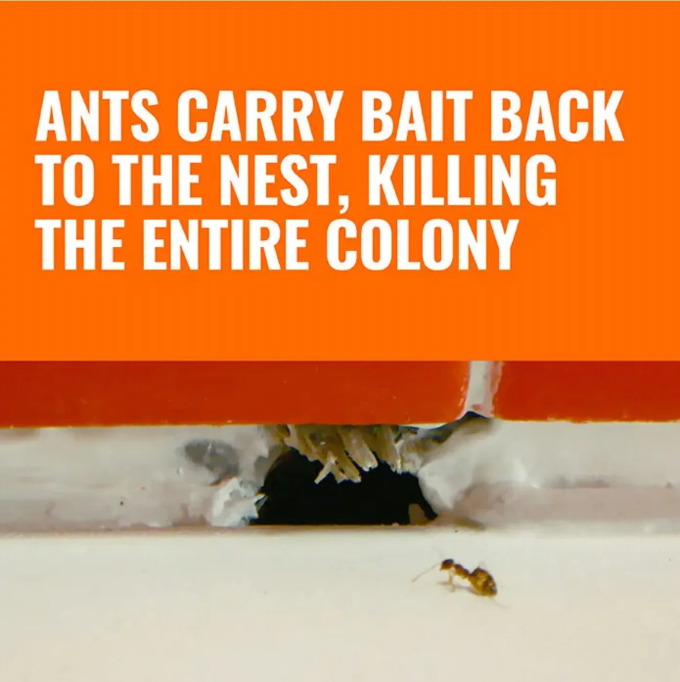 Ants carrying bait back to a nest with text overlay on an orange background