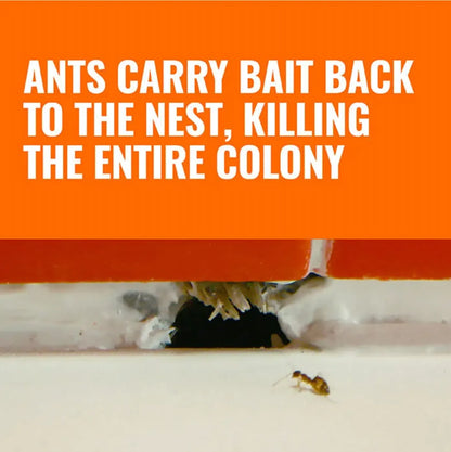 Ants carrying bait back to a nest with text overlay on an orange background