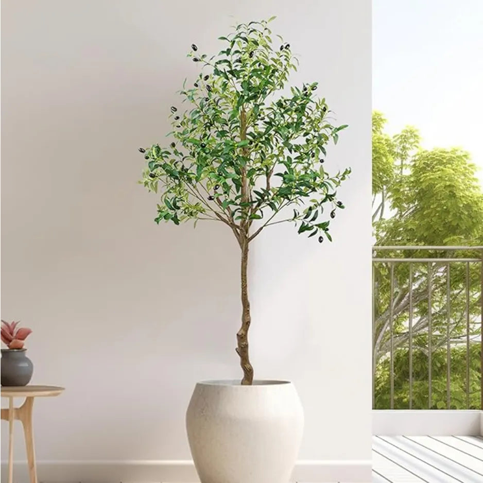 Potted olive plant in a room with a view of greenery outside